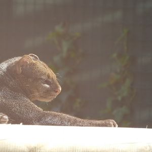 Jaguarundi (Herpailurus yagouaroundi) - Bio-Topia Fort-Mardyck