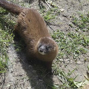 Eurasian mink (Mustela lutreola) - Bio-Topia Fort-Mardyck