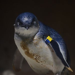 Little Blue Beach - Little Penguin (Eudyptula minor)