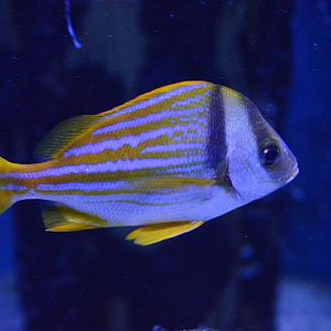 Pirates Passage - Porkfish (Anisotremus virginicus)