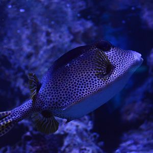 Pirates Passage - Honeycomb Cowfish (Acanthostracion polygonium)