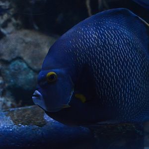 Pirates Passage - French Angelfish (Pomacanthus paru)