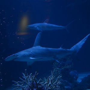 Ocean Realm - Great Hammerhead (Sphyrna mokarran) and Silky Shark (Carcharhinus falciformis)