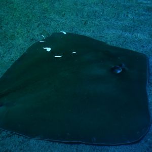 Stingray Beach Club - Southern Stingray (Hypanus americanus)