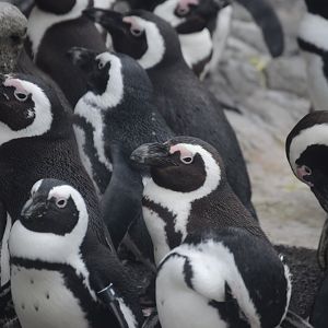 Penguin Island - African Penguin (Spheniscus demersus)