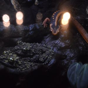 Frogs: Nature's Messengers - Emperor Newt (Tylototriton shanjing) and Vietnamese Mossy Frog (Theloderma corticale)