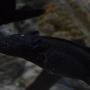 Frogs: Nature's Messengers - Axolotl (Ambystoma mexicanum)