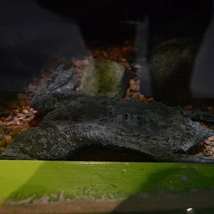 Frogs: Nature's Messengers - Suriname Toad (Pipa pipa)