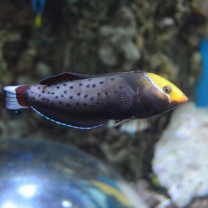 04/13/2024 - Queen Coris (Coris formosa) (Need ID confirmation!)