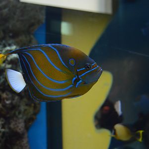 Kid Zone - Bluering Angelfish (Pomacanthus annularis)