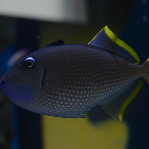 Kid Zone - Gilded Triggerfish (Xanthichthys auromarginatus)
