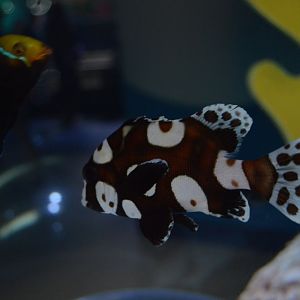 Kid Zone - Harlequin Sweetlips (Plectorhinchus chaetodonoides)