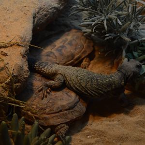 Hippo Heaven - Hippo Heaven - Sudan Mastigure (Uromastyx dispar) and Pancake Tortoise (Malacochersus tornieri)