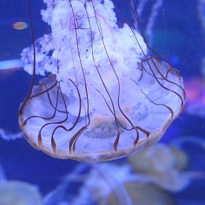 Jules Verne Galley - Pacific Sea Nettle (Chrysaora fuscescens)