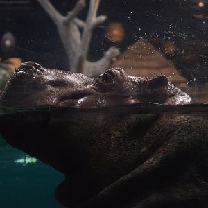 Hippo Heaven - Common Hippopotamus (Hippopotamus amphibius)