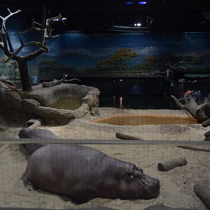 Hippo Heaven - Overview