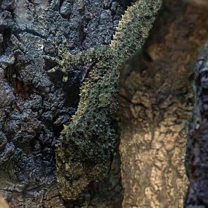 Wyberba Leaf-tailed gecko (Saltuarius wyberba)