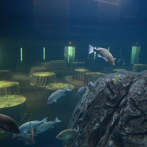 Shark Realm - View of the Currents Ballroom from the Exhibit Path