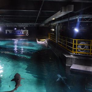 Shark Realm - View from Above