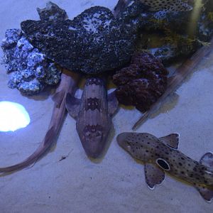 Touch-a-Shark - Bamboo Sharks