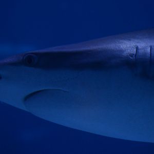 Ocean Realm - Silky Shark (Carcharhinus falciformis)