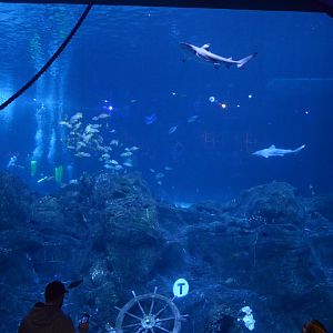 Ocean Realm - View from the Theater