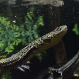 Piranha Falls - Eastern Snake-necked Turtle (Chelodina longicollis)