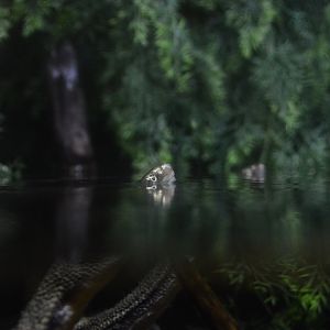 Piranha Falls - Eastern Snake-necked Turtle (Chelodina longicollis)
