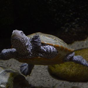Piranha Falls - Diamondback Terrapin (Malaclemys terrapin)