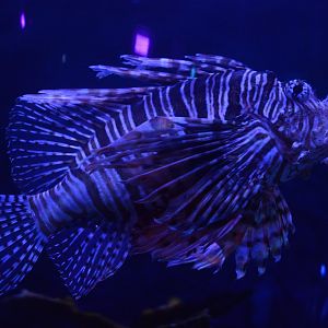Pirates Passage - Common Lionfish (Pterois volitans)