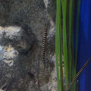 Kid Zone - Banded Pipefish (Dunckerocampus dactyliophorus)