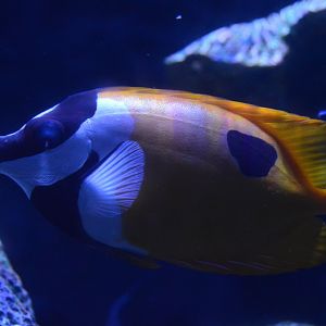 Pirates Passage - Blackblotch Foxface (Siganus unimaculatus)