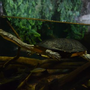 Piranha Falls - Eastern Snake-necked Turtle (Chelodina longicollis)