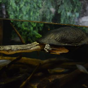 Piranha Falls - Eastern Snake-necked Turtle (Chelodina longicollis)