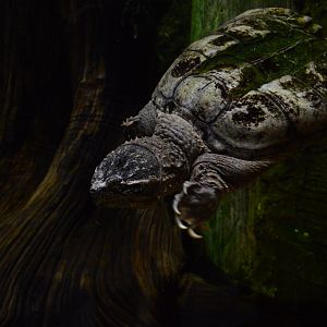 Piranha Falls - Common Snapping Turtle (Chelydra serpentina)