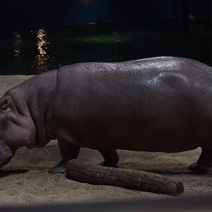 Hippo Heaven - Common Hippopotamus (Hippopotamus amphibius)