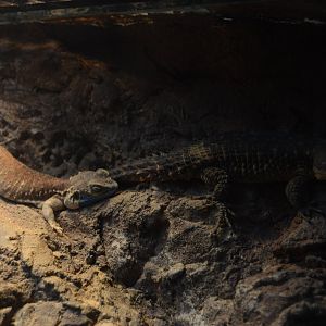 Hippo Heaven - Dwarf Shield-Tailed Agama (Xenagama taylori) and Tropical Girdled Lizard (Cordylus tropidosternum)