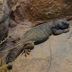 Hippo Heaven - Sudan Mastigure (Uromastyx dispar)