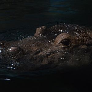 Hippo Heaven - Common Hippopotamus (Hippopotamus amphibius)