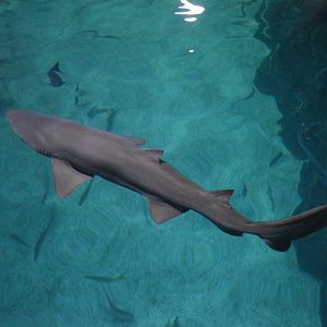 Shark Realm - Sand Tiger Shark (Carcharias taurus)