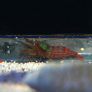 Raul's peppermint shrimp (Lysmata cf. rauli)