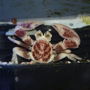 var. "ohshimai" porcelain crab (Neopetrolisthes maculatus)