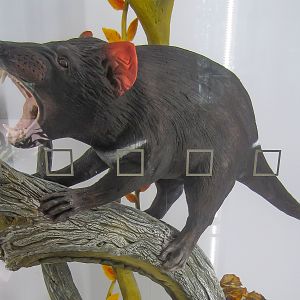 Tasmanian Devil chocolate sculpture