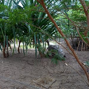 14/04/2024 - Galapagos Tortoise