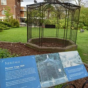 14/04/2024 - 1829 Raven Cage