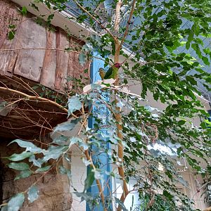 14/04/2024 - Goldie's Lorikeet