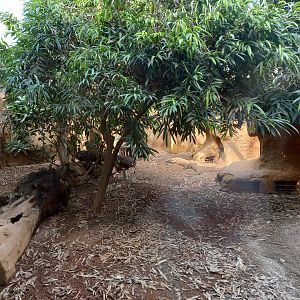 14/04/2024 - Komodo Dragon female Khaleesi