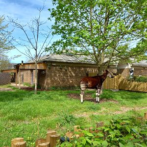 14/04/2024 - Okapi female Oni