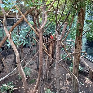 14/04/2024 - Clore Rainforest Lookout