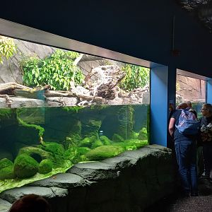14/04/2024 - Reptile and Amphibian House, Chinese Giant Salamander tank